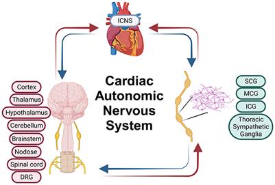 Cardiopulmonary nerve stimulation as a novel therapy for cardiac autonomic nervous system modulation